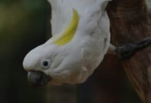 enterprise intelligence snapshot overview