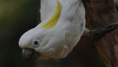 enterprise intelligence snapshot overview