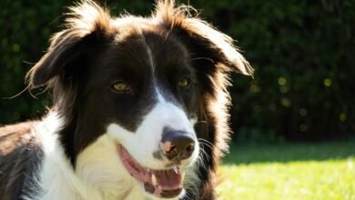 executive business intelligence overview