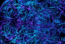 neural pulse apex beam